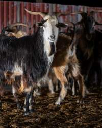 Captured at Snowtown Abattoir, Snowtown SA Australia.