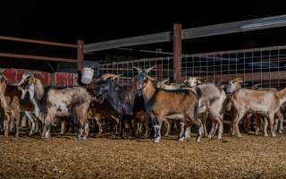 Captured at Snowtown Abattoir, Snowtown SA Australia.