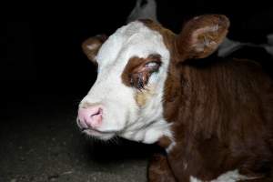 Cow blind from pink eye - Captured at Wally's Feedlot, Jeir NSW Australia.