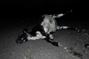 Dead cow - Captured at Wally's Feedlot, Jeir NSW Australia.