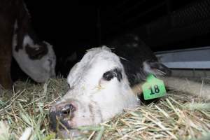 Sick cow - Captured at Wally's Feedlot, Jeir NSW Australia.