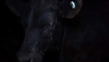 Blind calf - Captured at Wally's Feedlot, Jeir NSW Australia.