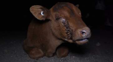 Calf with eye infection - Captured at Wally's Feedlot, Jeir NSW Australia.
