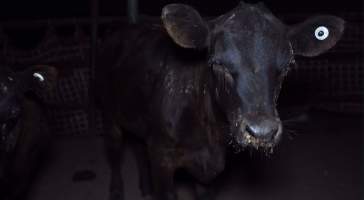 Blind calf - Captured at Wally's Feedlot, Jeir NSW Australia.