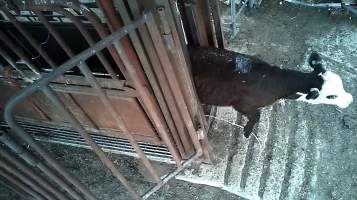 Calf stuck in crush - Captured at Wally's Feedlot, Jeir NSW Australia.