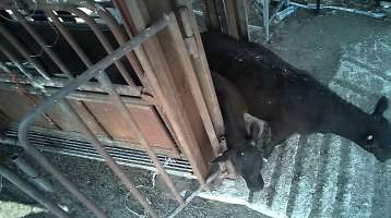 Cattle stuck in crush - Captured at Wally's Feedlot, Jeir NSW Australia.