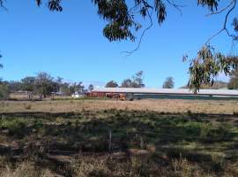 Captured at Bond Enterprises, Veradilla QLD Australia.