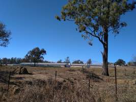 Captured at Bond Enterprises, Veradilla QLD Australia.