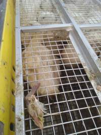 Body part from slaughter line lying on top of caged live ducks awaiting slaughter - Captured at Luv-A-Duck Abattoir, Nhill VIC Australia.