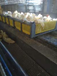 Start of slaughter line, live ducks in open crate and roaming next to slaughter line on grid - Captured at Luv-A-Duck Abattoir, Nhill VIC Australia.