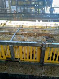Live ducks in closed crates awaiting slaughter - Captured at Luv-A-Duck Abattoir, Nhill VIC Australia.