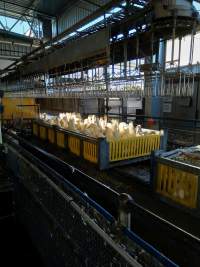 Live ducks in crates at start of slaughter line - Captured at Luv-A-Duck Abattoir, Nhill VIC Australia.