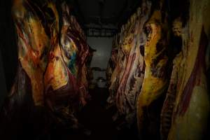 Hanging carcasses in chiller - Captured at Kankool Pet Food, Willow Tree NSW Australia.