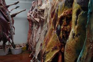 Hanging carcasses in chiller - Captured at Kankool Pet Food, Willow Tree NSW Australia.