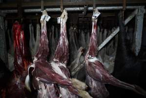 Hanging carcasses in chiller - Captured at Highland Pet Food, Guyra NSW Australia.