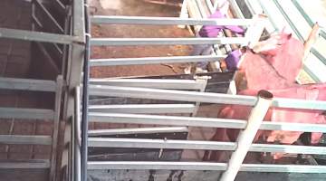 Horses being unloaded at Kanool - Captured at Kankool Pet Food, Willow Tree NSW Australia.