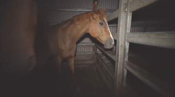 Bahrain in the holding pens - Captured at Kankool Pet Food, Willow Tree NSW Australia.