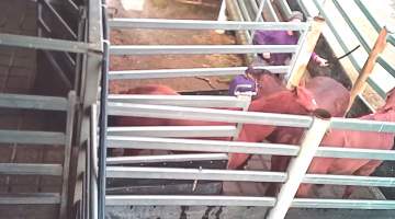Unloading - Horses being unloaded into the holding pens. Driver wacks them with plastic pipe. - Captured at Kankool Pet Food, Willow Tree NSW Australia.