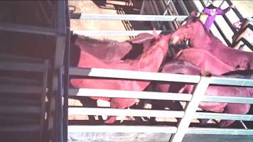 Unloading - Horses unloaded into holding pens. - Captured at Kankool Pet Food, Willow Tree NSW Australia.