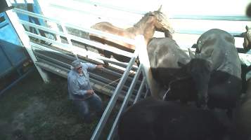 Horse unloaded - Captured at Kankool Pet Food, Willow Tree NSW Australia.