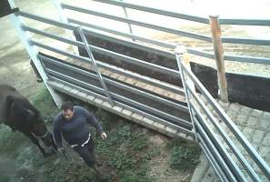 Scone transport - Dropping off horses to Kankool Pet Meats - Captured at Kankool Pet Food, Willow Tree NSW Australia.