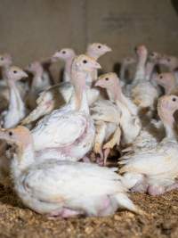 Captured at Numurkah Turkey Supplies - farm and abattoir, Numurkah VIC Australia.