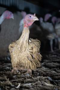 Captured at Numurkah Turkey Supplies - farm and abattoir, Numurkah VIC Australia.