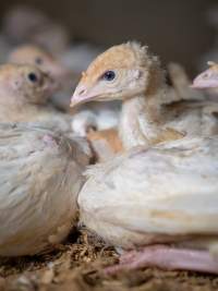 Captured at Numurkah Turkey Supplies - farm and abattoir, Numurkah VIC Australia.