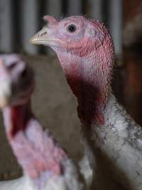 Captured at Numurkah Turkey Supplies - farm and abattoir, Numurkah VIC Australia.