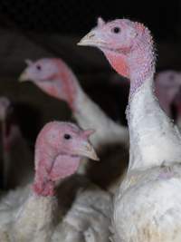 Captured at Numurkah Turkey Supplies - farm and abattoir, Numurkah VIC Australia.