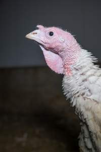 Captured at Numurkah Turkey Supplies - farm and abattoir, Numurkah VIC Australia.