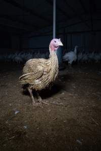 Captured at Numurkah Turkey Supplies - farm and abattoir, Numurkah VIC Australia.