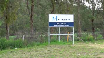 Sign - Murrulla Stud - Murrulla Stud sends horses to Kankool Pet Food knackery. - Captured at Murrulla Stud, Wingen NSW Australia.