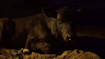 Sick cow - Captured at Wally's Feedlot, Jeir NSW Australia.
