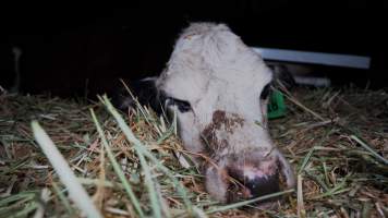 Dying calf - Captured at Wally's Feedlot, Jeir NSW Australia.