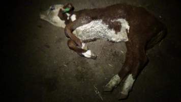 Dying calf - Captured at Wally's Feedlot, Jeir NSW Australia.