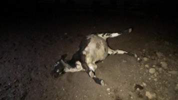 Bloated dead calf - Captured at Wally's Feedlot, Jeir NSW Australia.