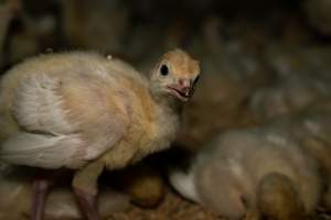 Young turkey with infrared-seared beak - Captured at Numurkah Turkey Supplies - farm and abattoir, Numurkah VIC Australia.