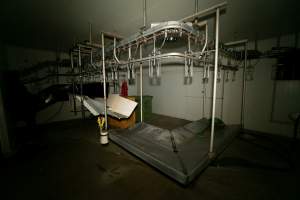 Kill room at turkey slaughterhouse - Shackle line, stun bath and bleed-out bench - Captured at Numurkah Turkey Supplies - farm and abattoir, Numurkah VIC Australia.