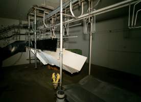 Kill room at turkey slaughterhouse - Shackle line over stun bath and bleed-out bench - Captured at Numurkah Turkey Supplies - farm and abattoir, Numurkah VIC Australia.