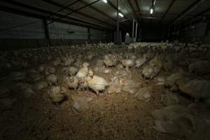 Young turkeys in shed - Captured at Numurkah Turkey Supplies - farm and abattoir, Numurkah VIC Australia.