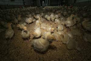 Young turkeys in shed - Captured at Numurkah Turkey Supplies - farm and abattoir, Numurkah VIC Australia.