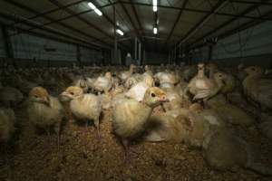 Young turkeys in shed - Captured at Numurkah Turkey Supplies - farm and abattoir, Numurkah VIC Australia.