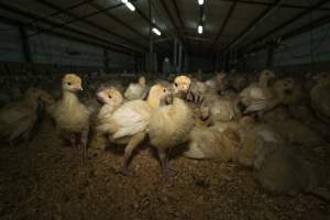 Young turkeys in shed - Captured at Numurkah Turkey Supplies - farm and abattoir, Numurkah VIC Australia.