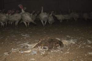 Dead turkey on floor of shed - Captured at Numurkah Turkey Supplies - farm and abattoir, Numurkah VIC Australia.