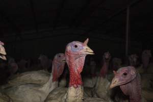 Turkeys in shed - Captured at Numurkah Turkey Supplies - farm and abattoir, Numurkah VIC Australia.