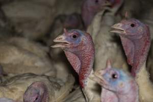 Turkeys in shed - Captured at Numurkah Turkey Supplies - farm and abattoir, Numurkah VIC Australia.