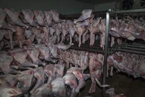 Dead turkeys in chiller room of slaughterhouse - Captured at Numurkah Turkey Supplies - farm and abattoir, Numurkah VIC Australia.