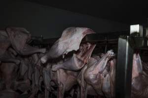 Dead turkeys in chiller room of slaughterhouse - Captured at Numurkah Turkey Supplies - farm and abattoir, Numurkah VIC Australia.