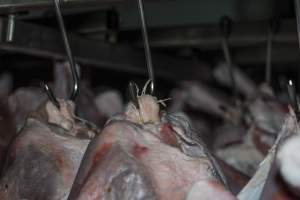 Dead turkeys in chiller room of slaughterhouse - Captured at Numurkah Turkey Supplies - farm and abattoir, Numurkah VIC Australia.